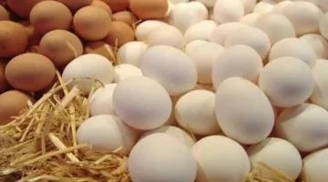 تحديث يومي سعر كرتونة البيض في الأسواق السبت